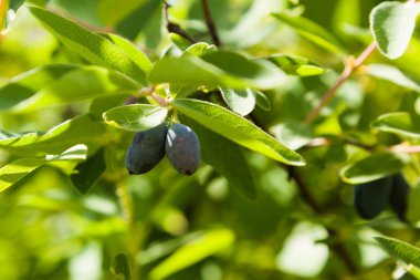 bir Hanımeli meyveler