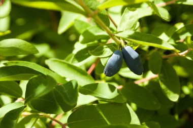 bir Hanımeli meyveler