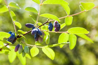 bir Hanımeli meyveler