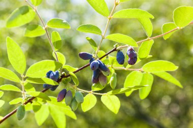 bir Hanımeli meyveler