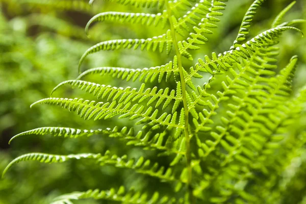 Fern branch — Stock Photo, Image