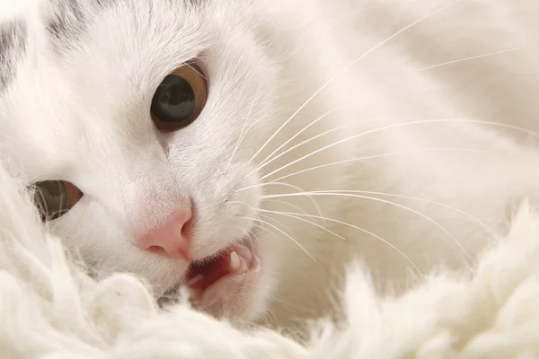 White cat — Stock Photo, Image