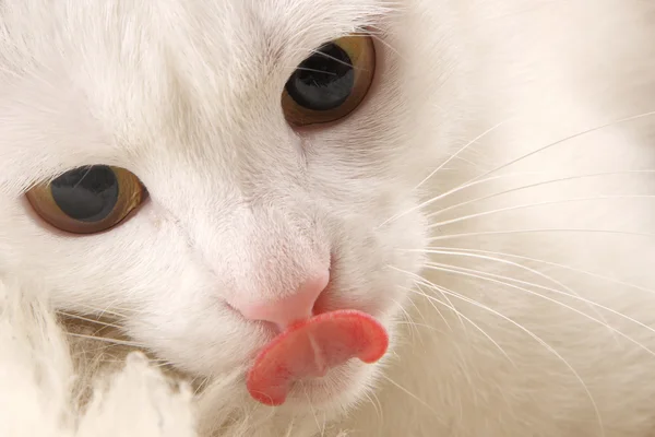 ไวท์ CAT — ภาพถ่ายสต็อก