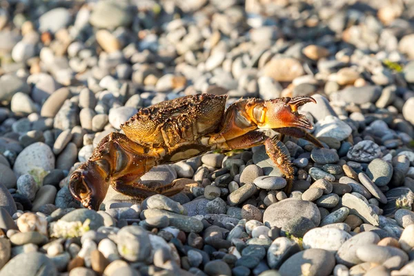 Brunt krabba — Stockfoto