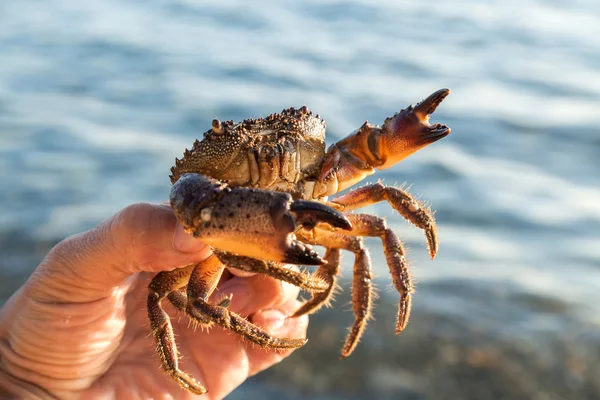 Den mänskliga handen håller en brun krabba — Stockfoto