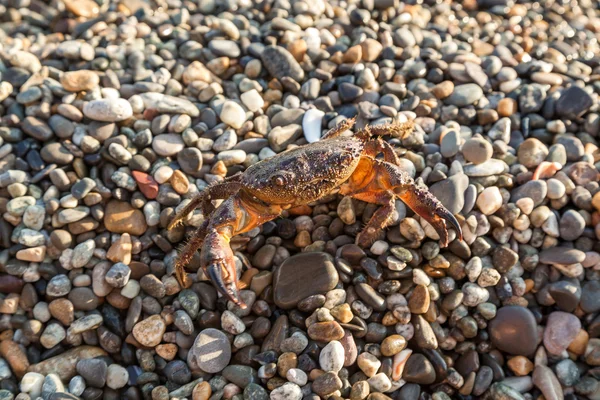 Brunt krabba — Stockfoto