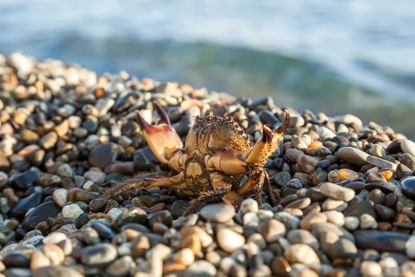 Brunt krabba — Stockfoto