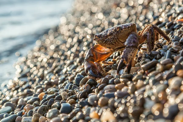 The brown crab