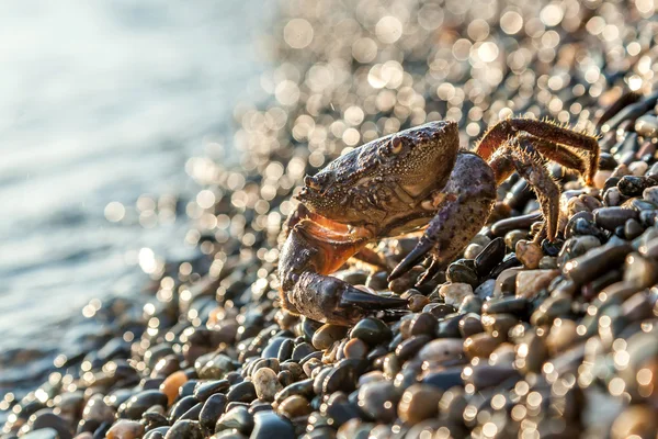 De bruine krab — Stockfoto