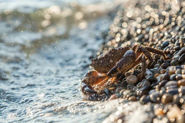 Brunt krabba — Stockfoto