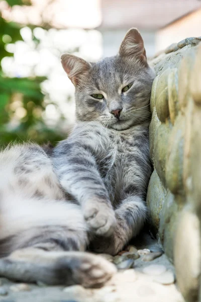 The gray tabby — Stock Photo, Image