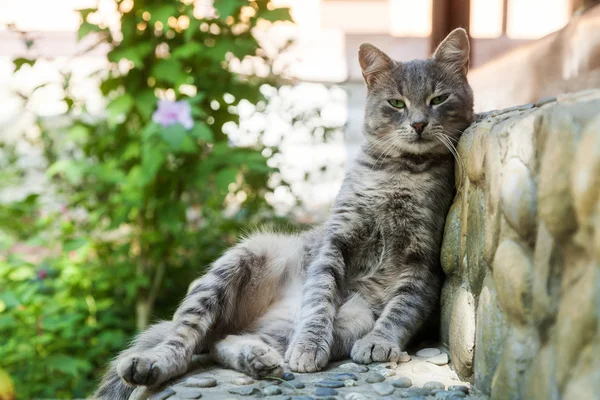 Gråfläckig — Stockfoto