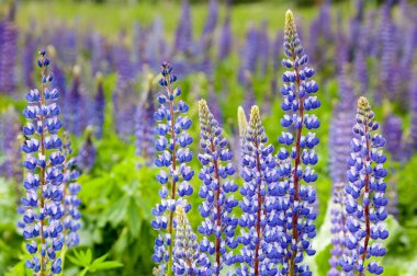 Bir lupine mor çiçekler