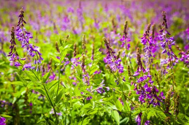 Bir kuş Fiğ mor çiçekler