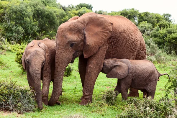 Elefante madre — Foto de Stock