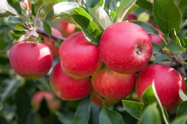 Leuchtend rote Äpfel — Stockfoto