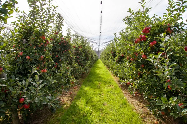 Bio-Apfelhof — Stockfoto