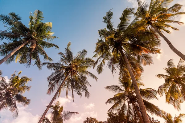 Palm Trees Royalty Free Stock Images