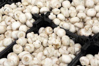 Bakkal champignon mantar