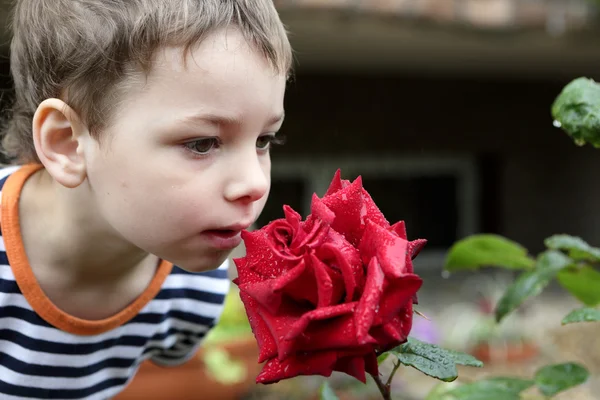 Niño oliendo rosa roja — Foto de Stock