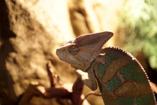 Green basilisk lizard — Stock Photo, Image