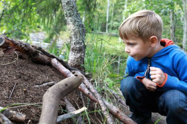 Çocuk ormandaki karınca yuvasını inceliyor, Karelia, Rusya