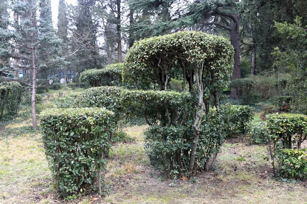 Lkbaharda Gurzuf Parkı Manzarası Kırım — Stok fotoğraf