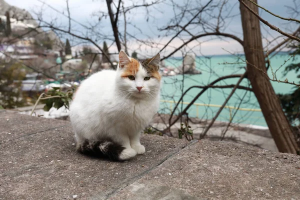 Chat Blanc Sur Remblai Gurzuf Printemps — Photo