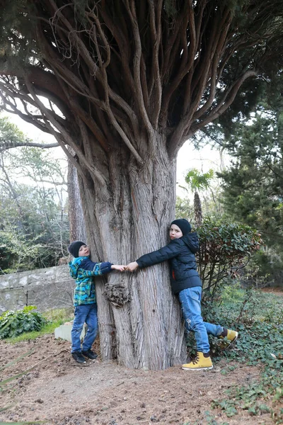 Gurzuf Park Kırım Selvi Ağacına Sarılan Çocuklar — Stok fotoğraf