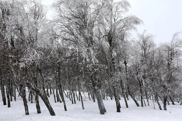 Birch Grove Petri Bergtop Het Voorjaar — Stockfoto