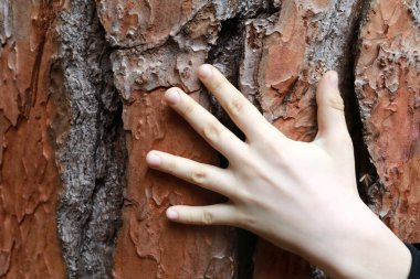 Ağaç kabuğunun arka planındaki çocuk eli