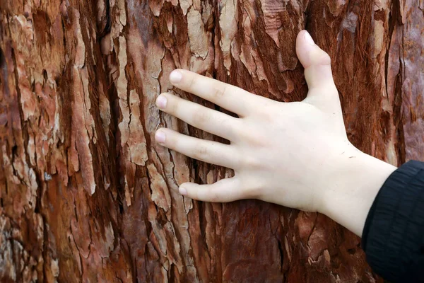 木の樹皮を背景にした子供の手 — ストック写真