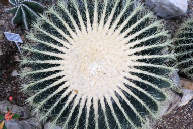 Nikitsky Botanik Bahçesi, Kırım 'daki serada yuvarlak kaktüs.