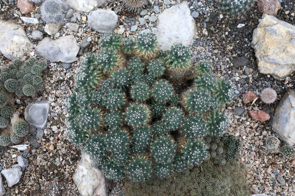 Cactus Invernadero Del Jardín Botánico Nikitsky Crimea —  Fotos de Stock