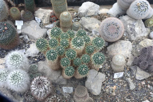 Detalles Cactus Invernadero Del Jardín Botánico Nikitsky Crimea — Foto de Stock