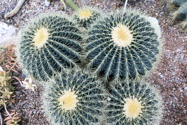 Echinocactus Grusonii Invernadero Del Jardín Botánico Nikitsky Crimea — Foto de Stock