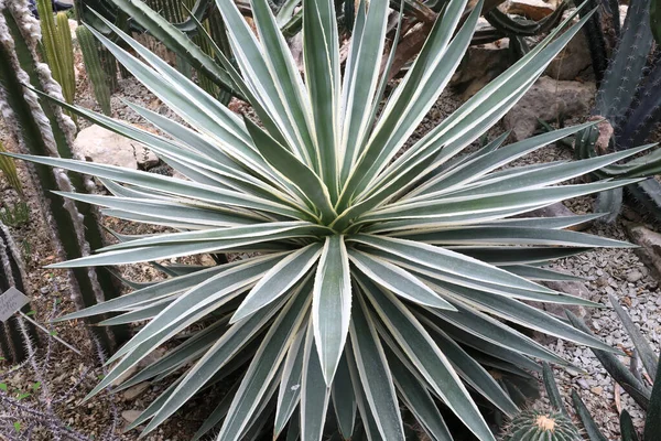Agave Vivipara Kaktus Skleníku Botanické Zahrady Nikitsky Krym — Stock fotografie