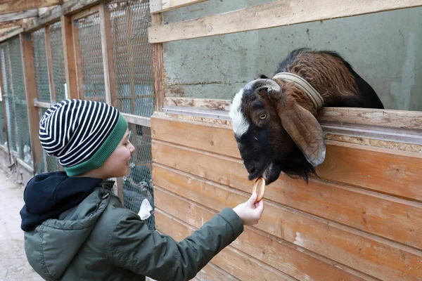 Kind Füttert Ziege Mit Bagel Auf Bauernhof Frühjahr — Stockfoto