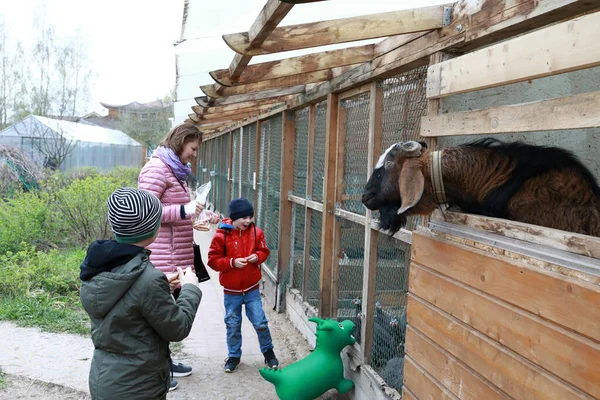 Mother with sons feeding animals on farm in spring