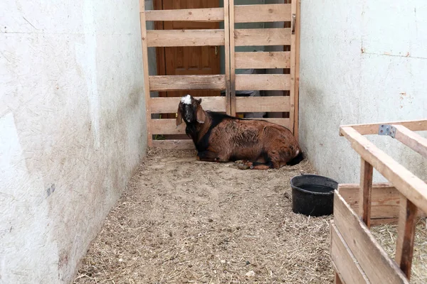 春天里山羊在农场休息的景象 — 图库照片