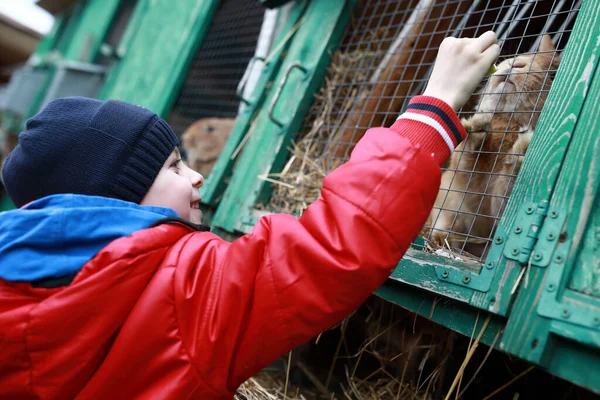 Nourriture Des Enfants Lapin Ferme Printemps — Photo