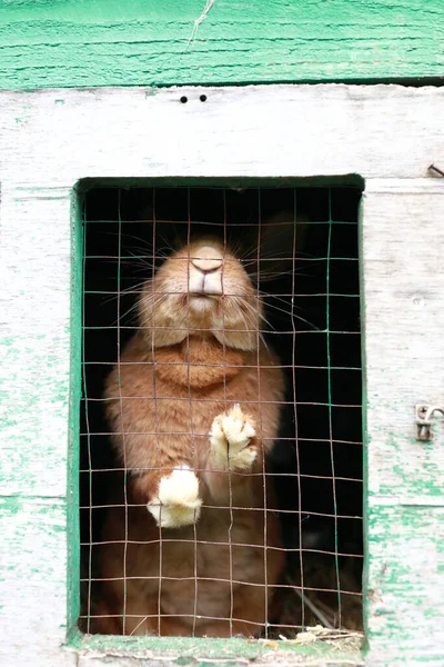 Rabbit Cage Farm Spring — Stock Photo, Image