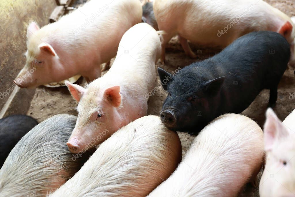 View of various pigs in pigsty on farm