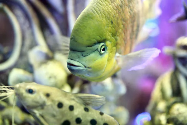 View Cichlasoma Bocourti Fish Aquarium — Stock Photo, Image