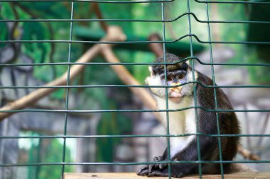 Hayvanat bahçesindeki bıyıklı maymunu düşün.