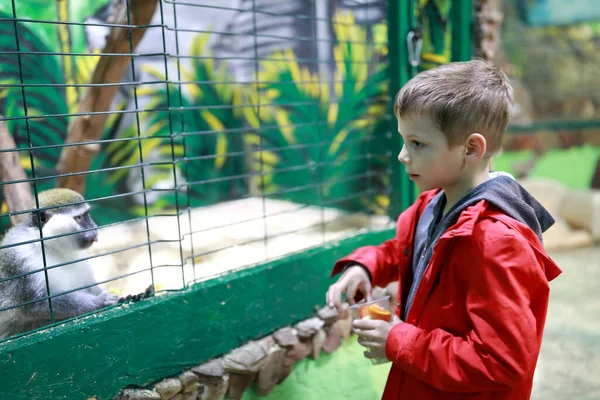 Kind Füttert Affe Mit Karotte Zoo — Stockfoto