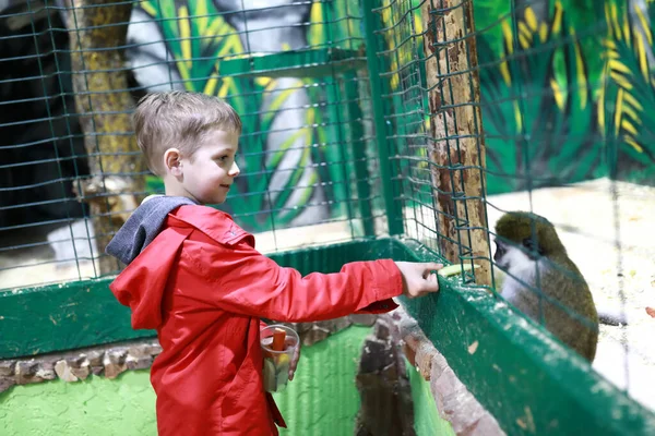 Dziecko Karmienie Małpy Ogórkiem Zoo — Zdjęcie stockowe