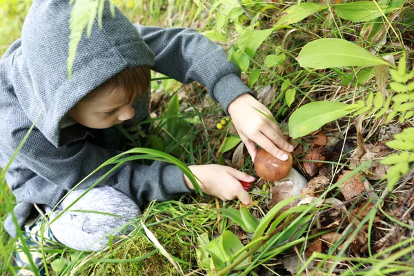 Child Cutting Mushroom Forest Russia Karelia — Stock Photo, Image