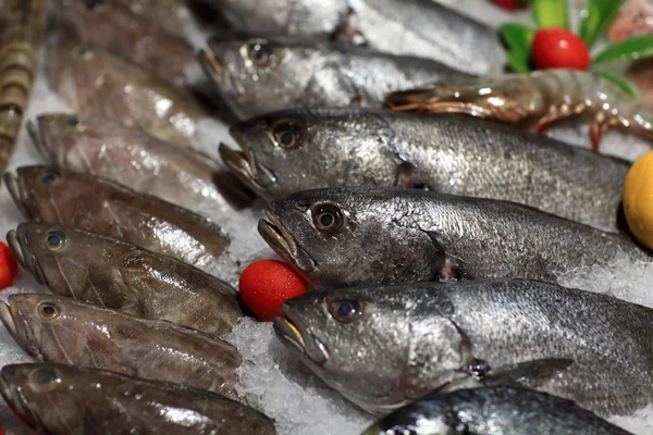 Fresh fishes on the ice — Stock Photo, Image