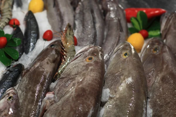 View of a bluefishes — Stock Photo, Image